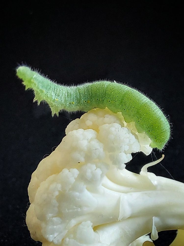 Photograph by Эмма Рахматуллина