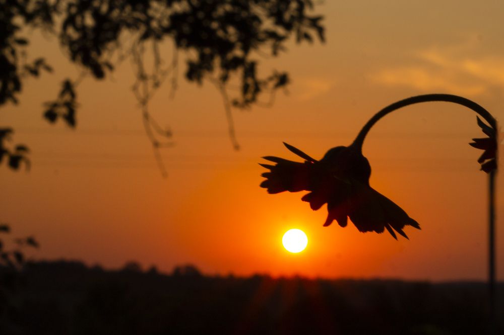 Photograph by Дарья Ващенко-Панкина