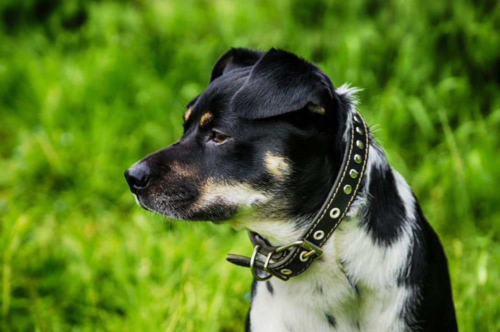 Максимус Децимус Меридиус