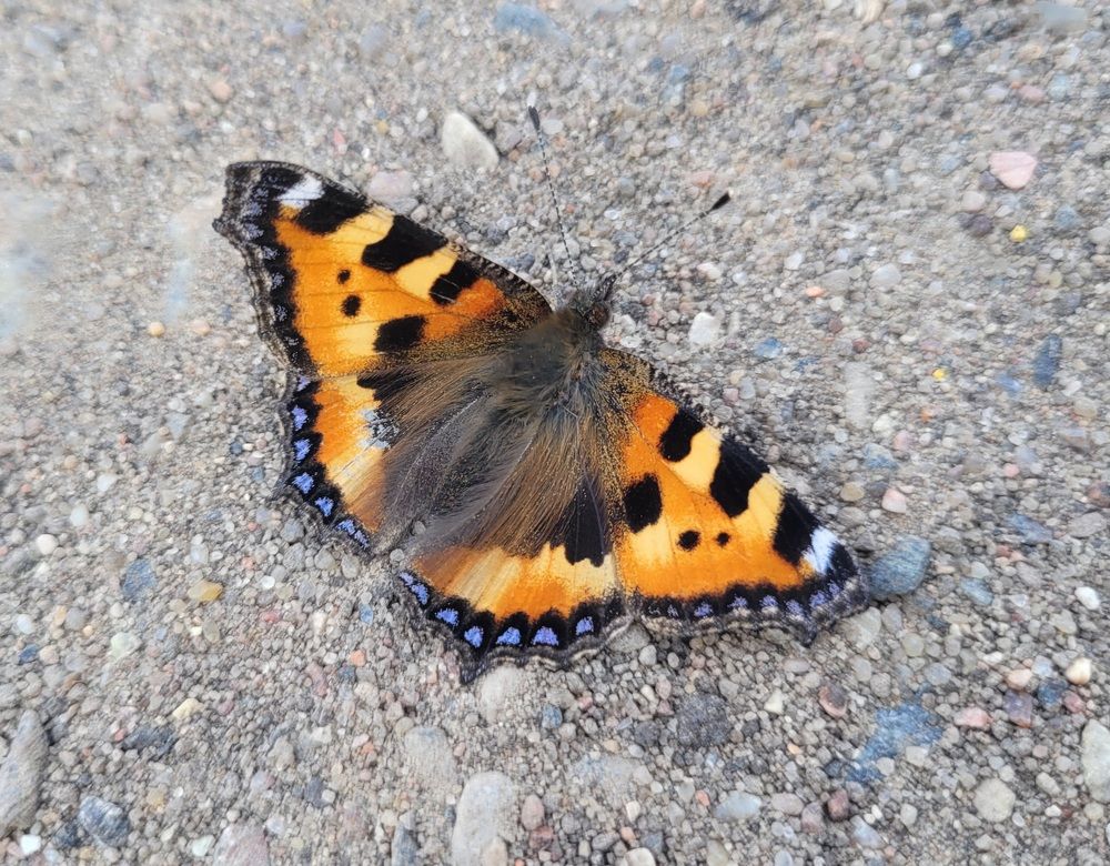 Фотография автора Анастасия Шабалтас