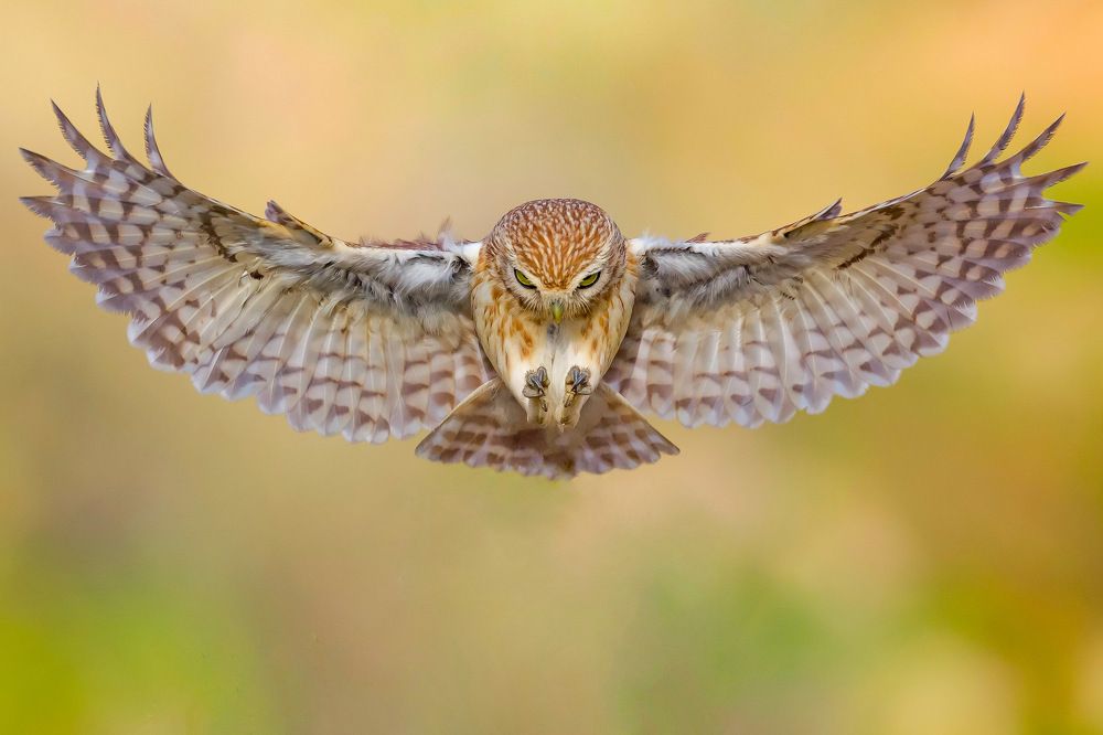 Фотография автора David Manusevich