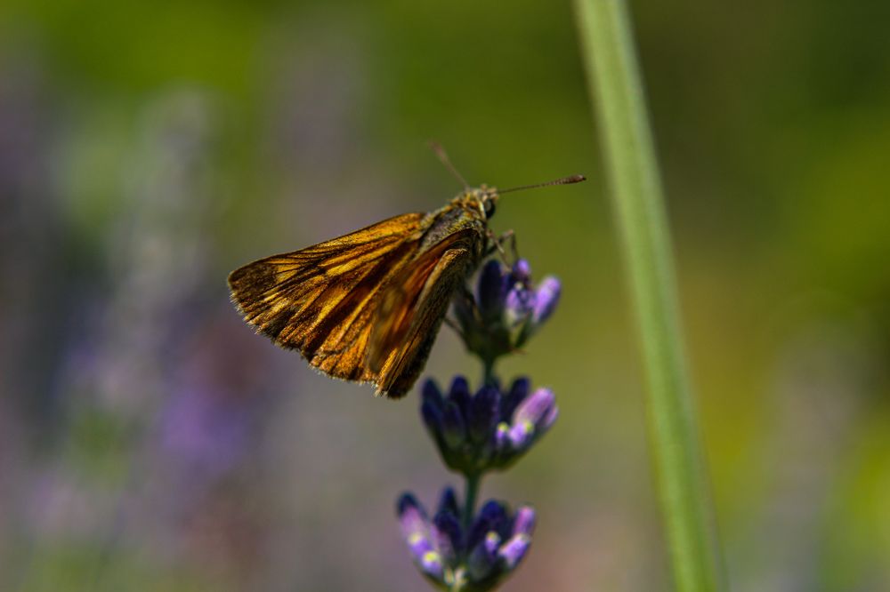 Photograph by Ирина Дмитриенко