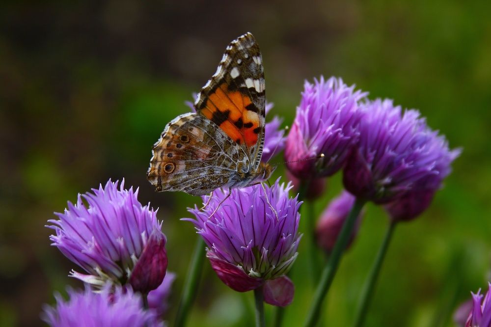 Photograph by Гульжан Шарипова