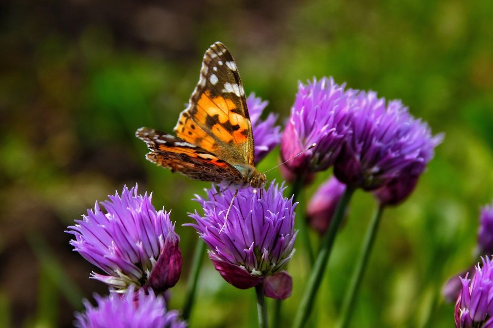 Photograph by Гульжан Шарипова