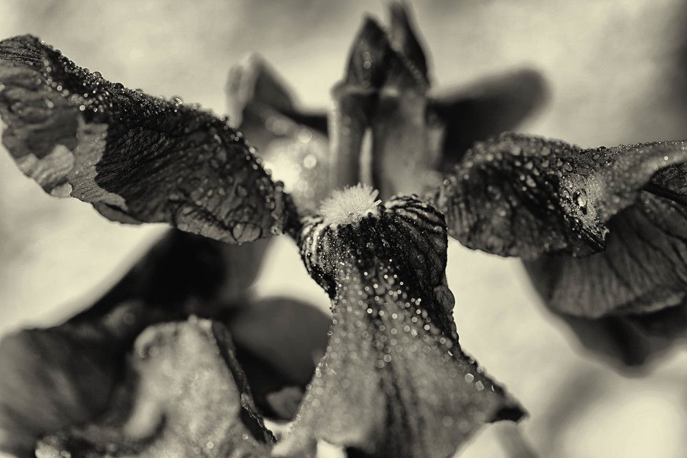 Photograph by Mário C.