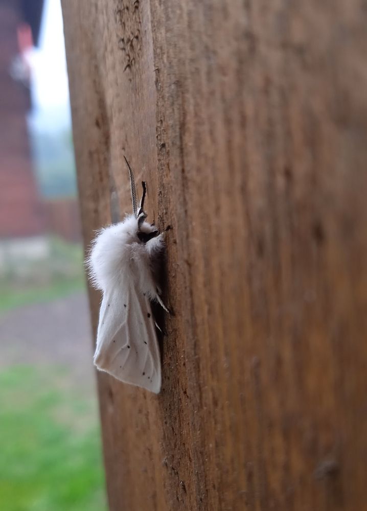 Мотылек невероятной красоты