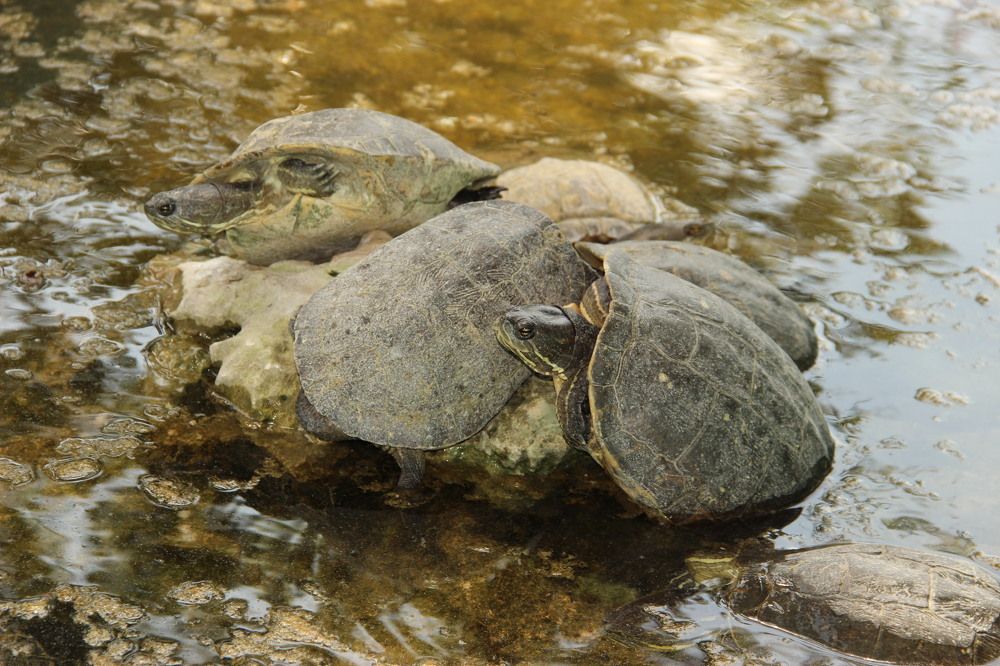 Фотография автора Яврова Татьяна