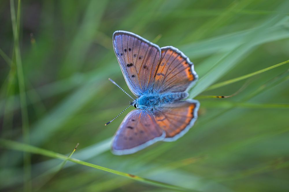 Photograph by Владимир Баранов