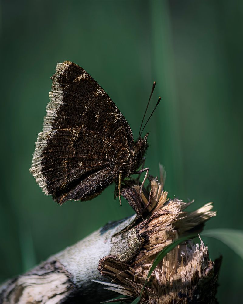 Photograph by Владимир Баранов