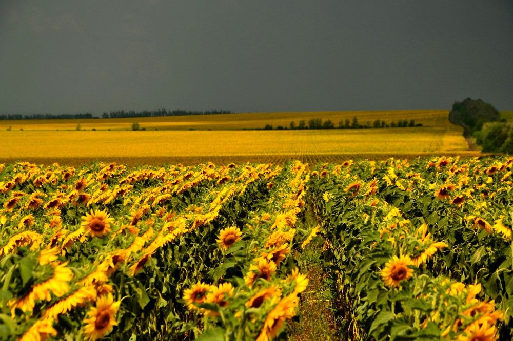 Photograph by Александр Яценко