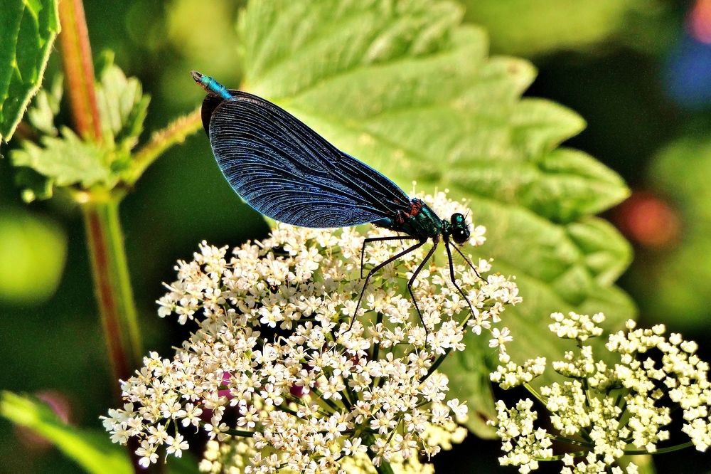 Photograph by backareva irina