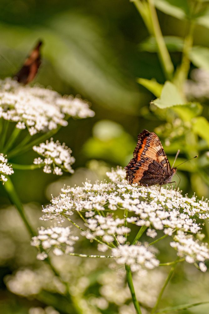 Photograph by Юлия Полянцева