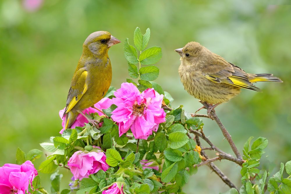 Зеленушка-папочка и сыночек-лапочка