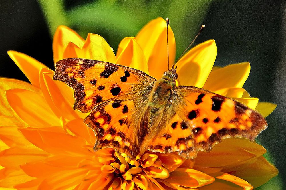 Photograph by Slavko Rošul