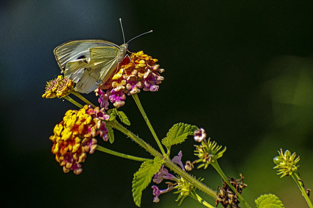Photograph by Slavko Rošul