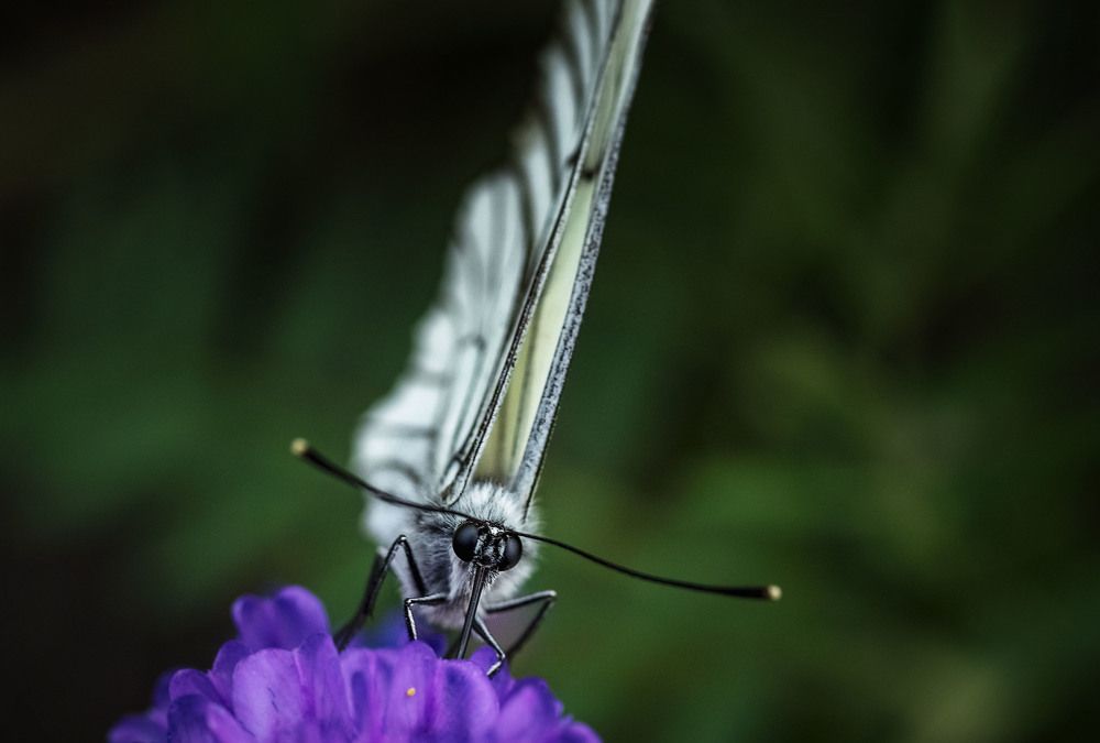 Photograph by Юлия Лушникова