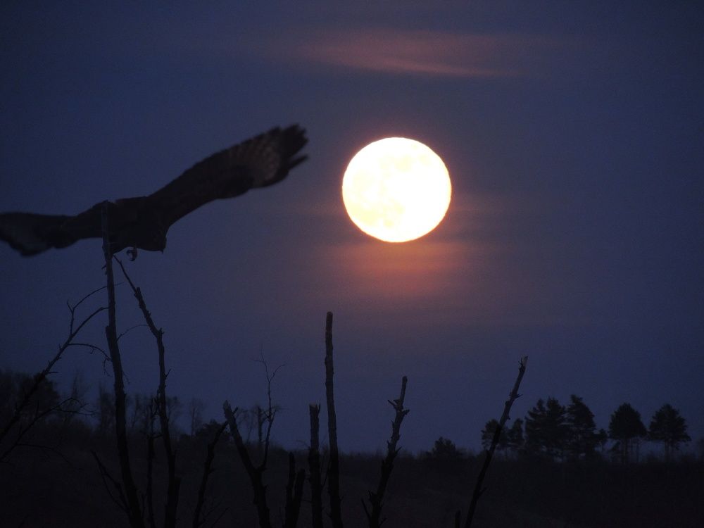 Photograph by Ронжин Дмитрий