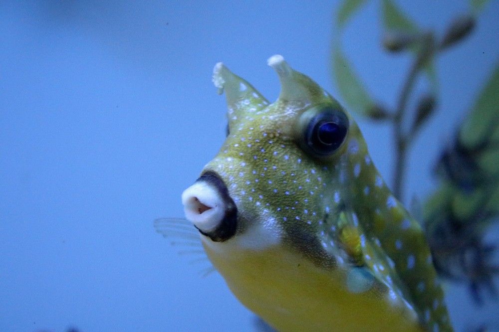 Красавица морская.