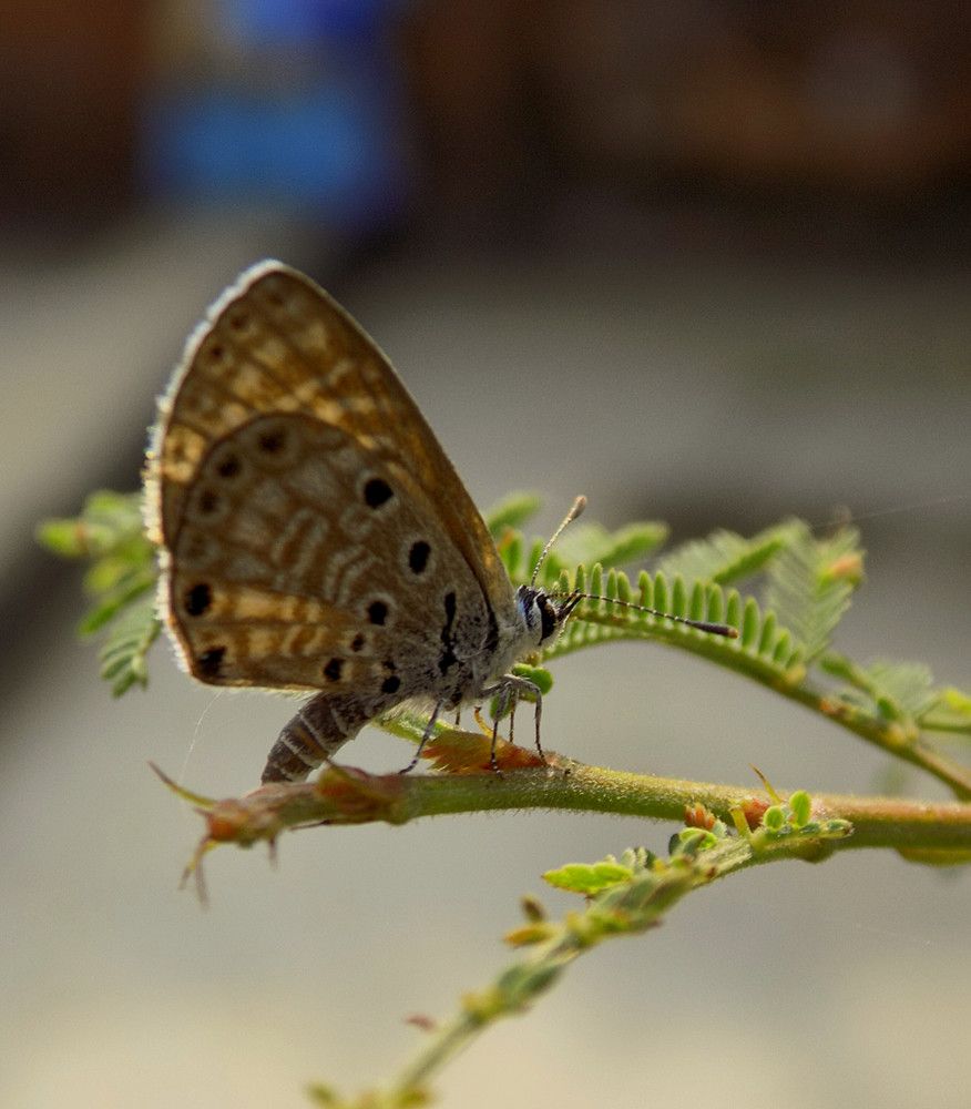 Photograph by Rishi Guha