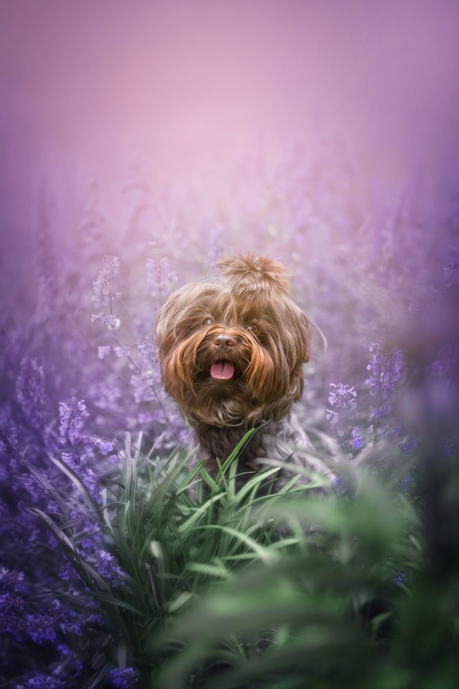 Фотография автора Eugenia Tuzova