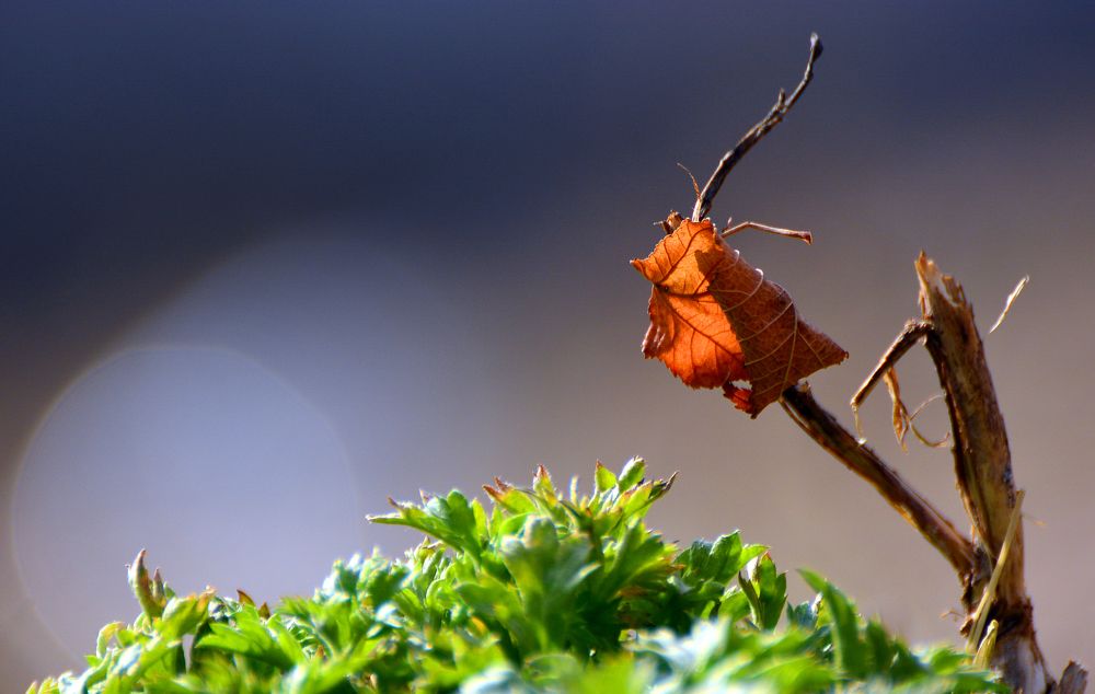 Photograph by Михаил Мехедов