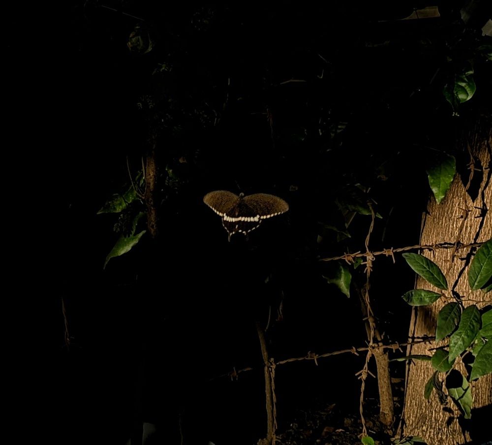 Фотография автора SARAVANA MANICKAM