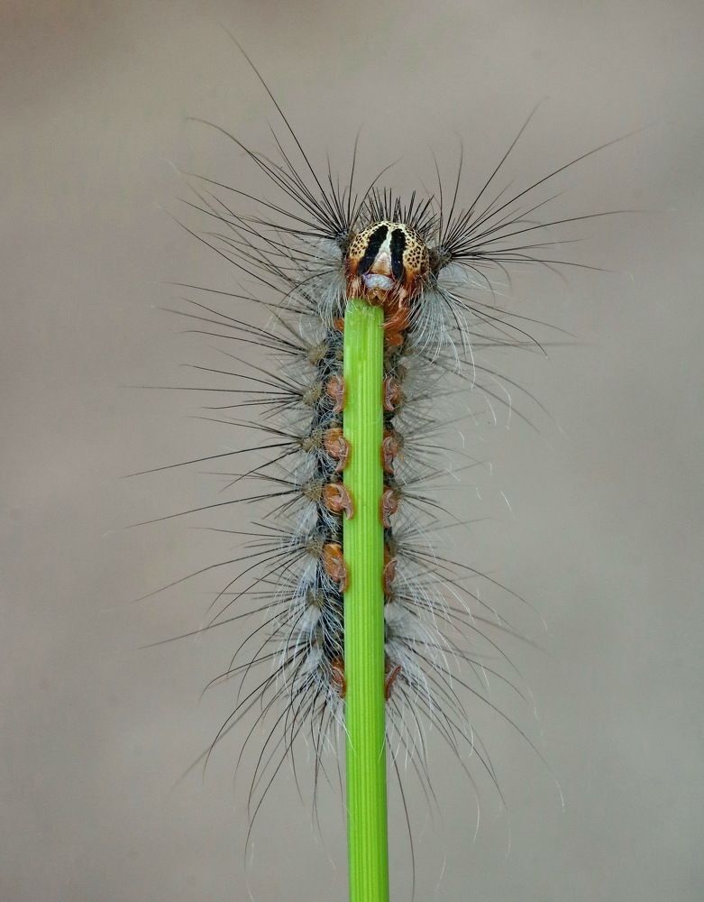 Photograph by Игорь Осипов