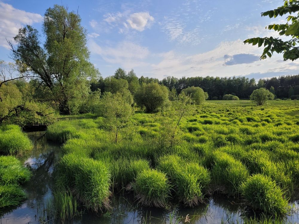 Кочки (Hassocks)