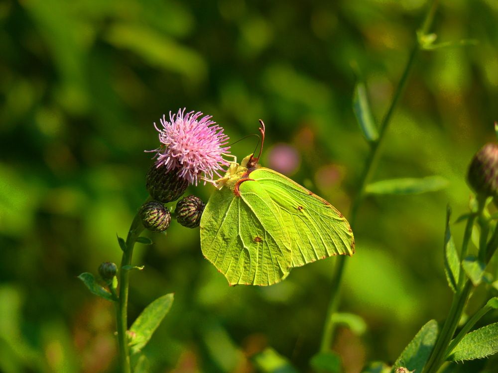 Фотография автора Анатолий Борисов