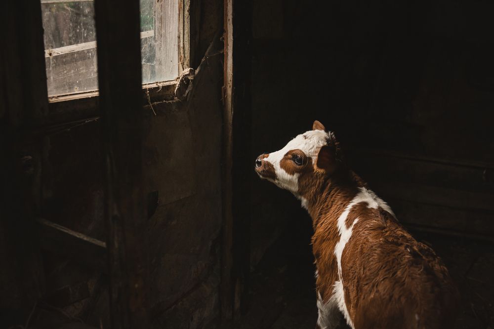 Photograph by Анастасия Лымарь