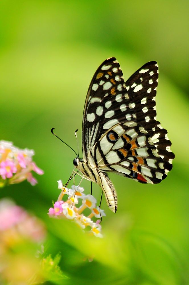 Photograph by Sushovan Saha