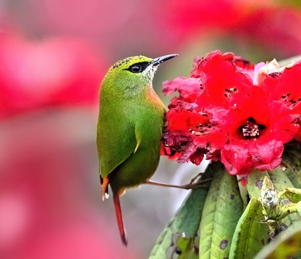 Photograph by Abhishek Manna