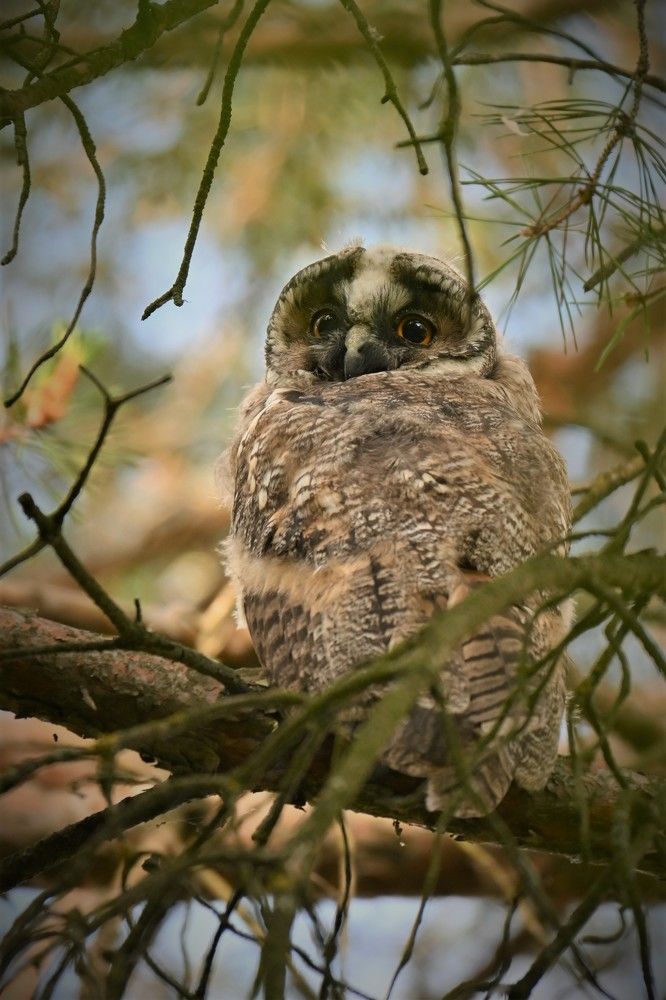 Фотография автора IRINA FILIPPOVA