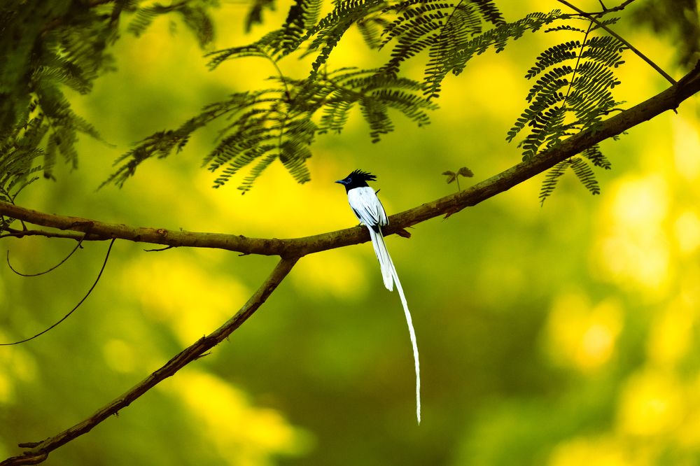 Фотография автора Arpit Dhore