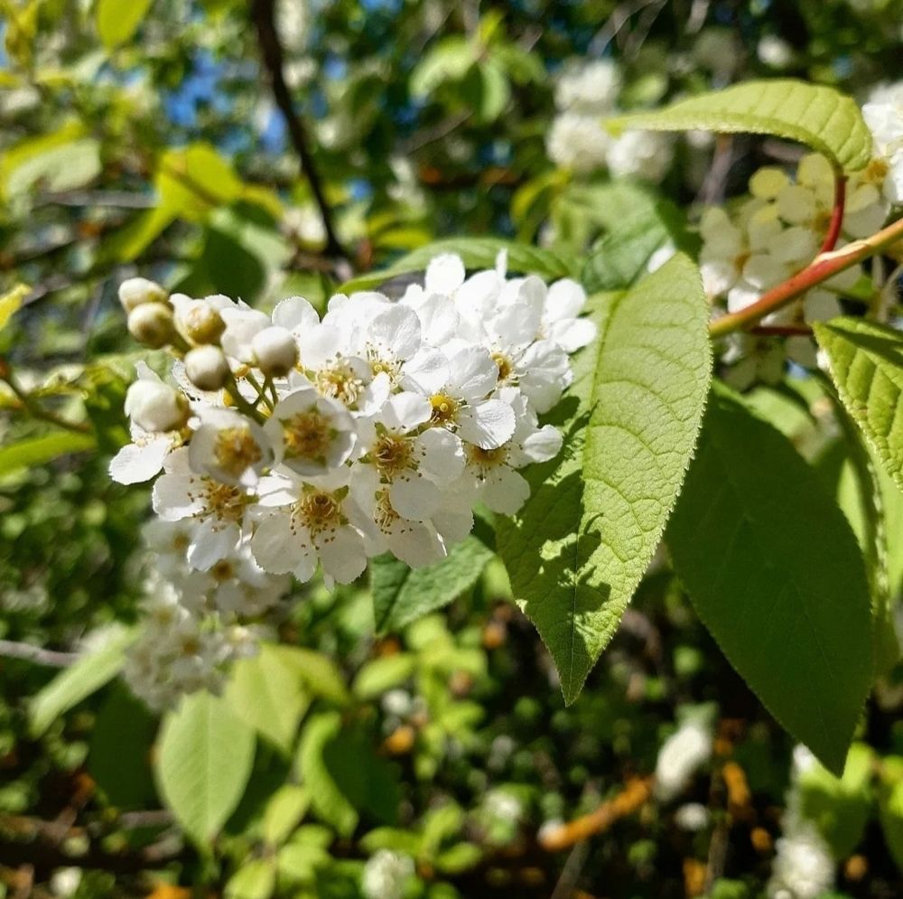 Цветение черёмухи