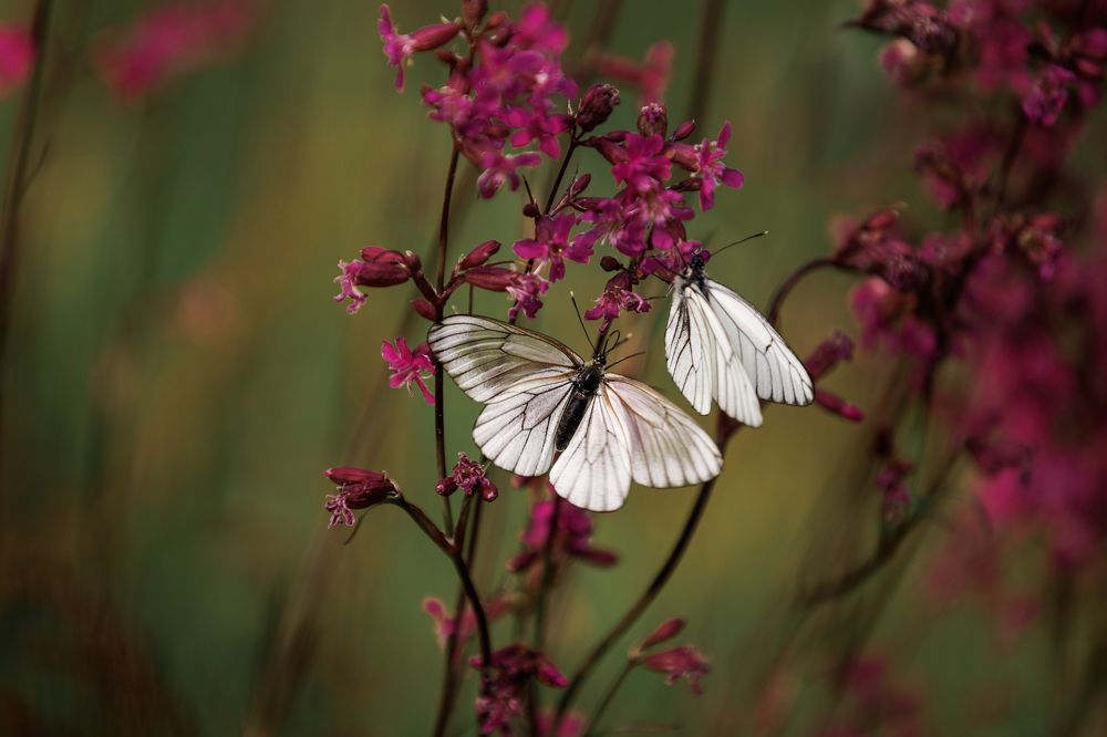 Photograph by Екатерина Овсянникова