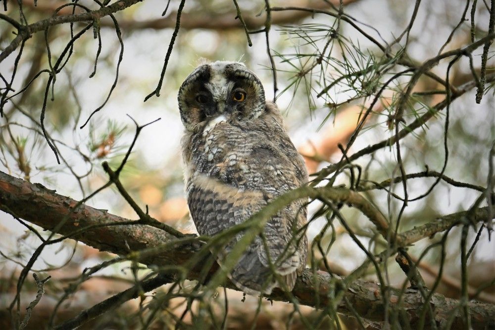 Фотография автора IRINA FILIPPOVA