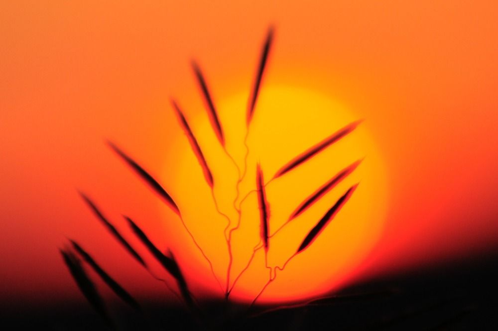 Фотография автора Нестеренко Светлана