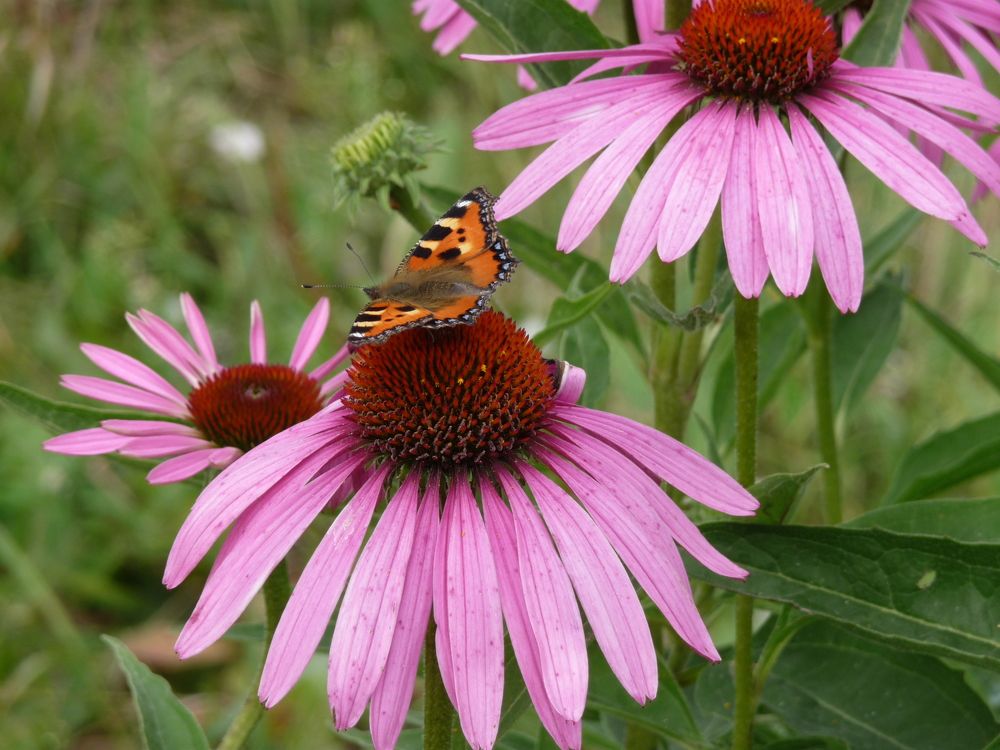 Фотография автора Клавдия Васильева