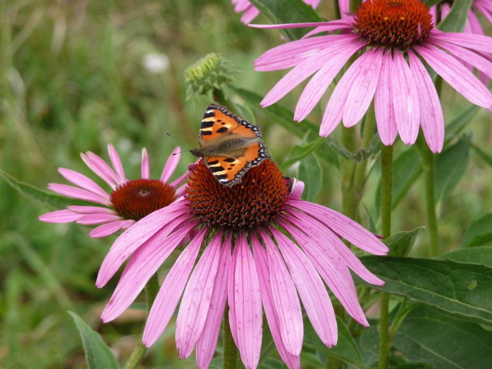 Фотография автора Клавдия Васильева