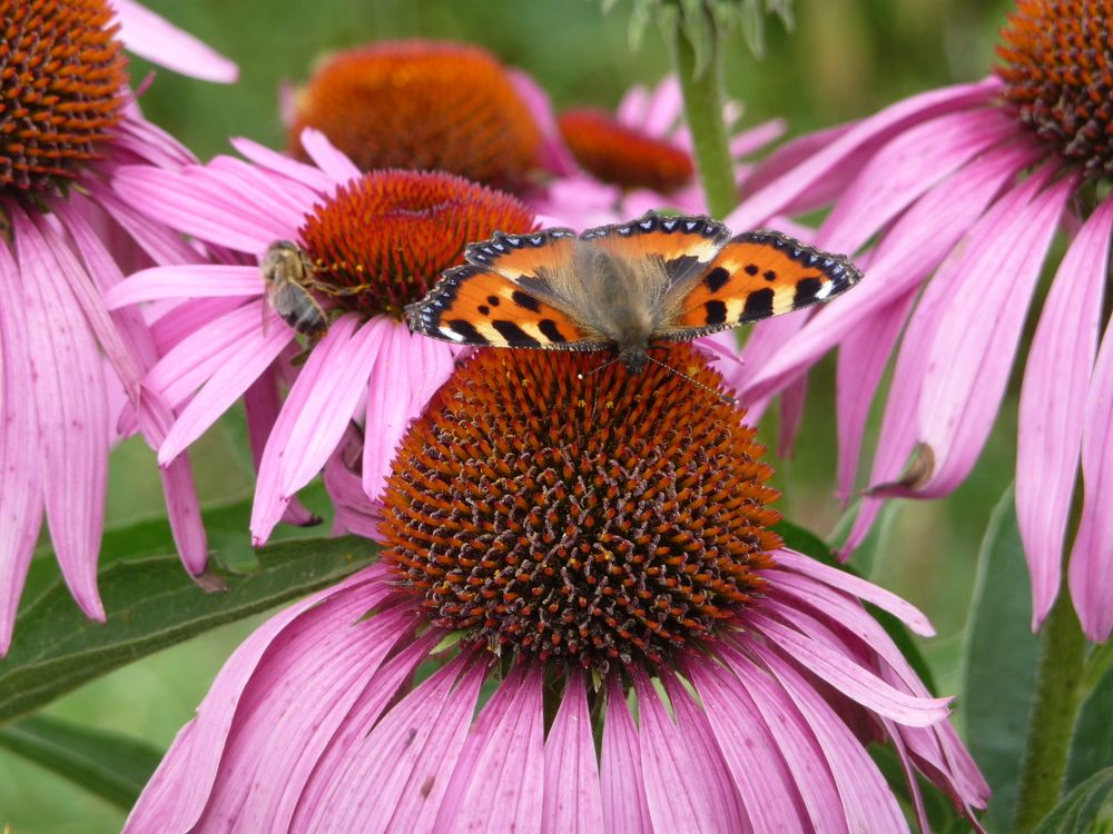 Фотография автора Клавдия Васильева