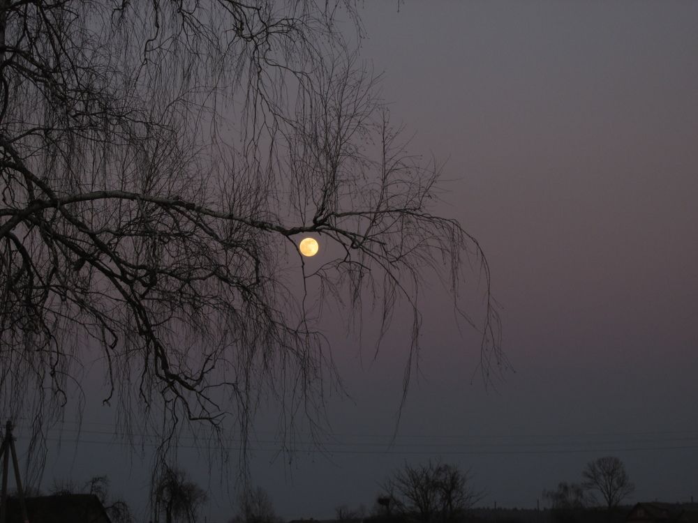 Photo #9235624