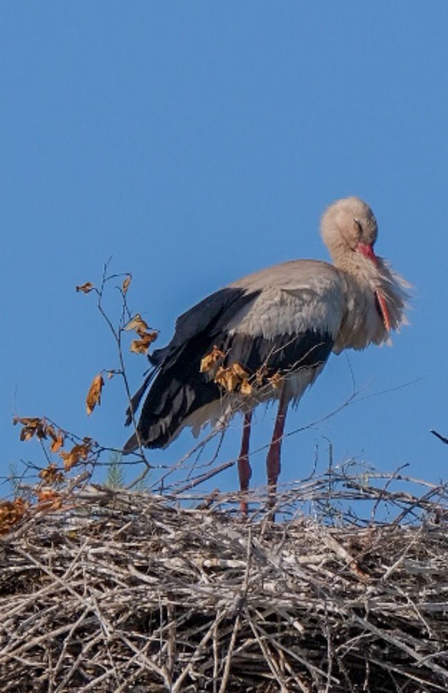 Photograph by Ирина Дегтярева