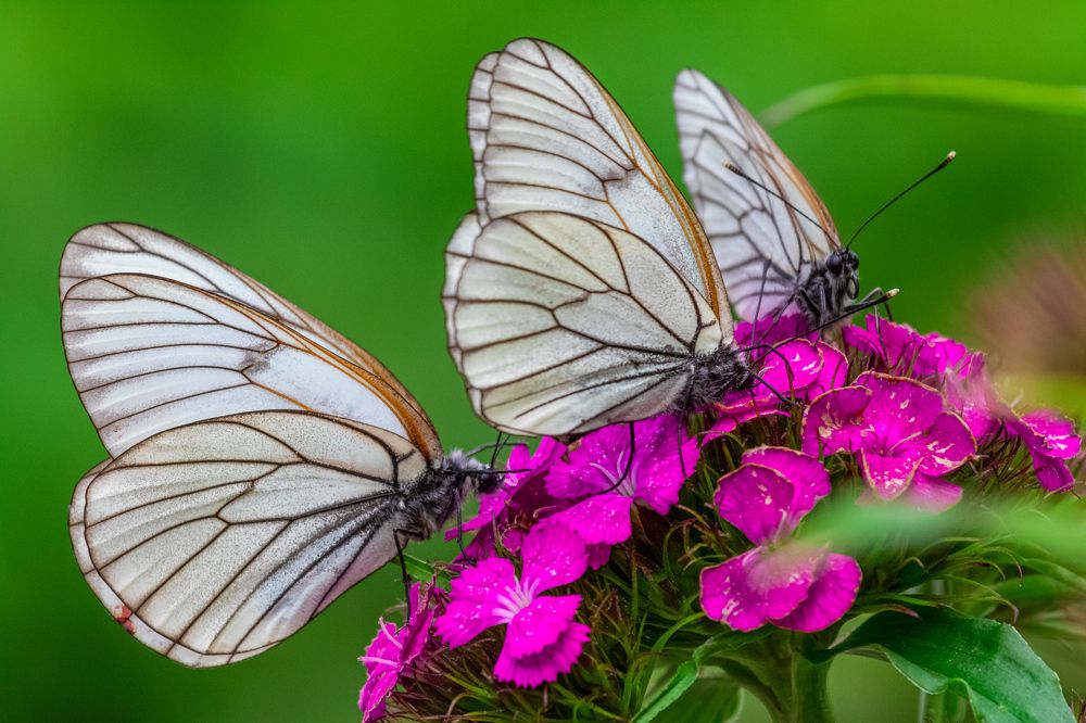 Боярышницы