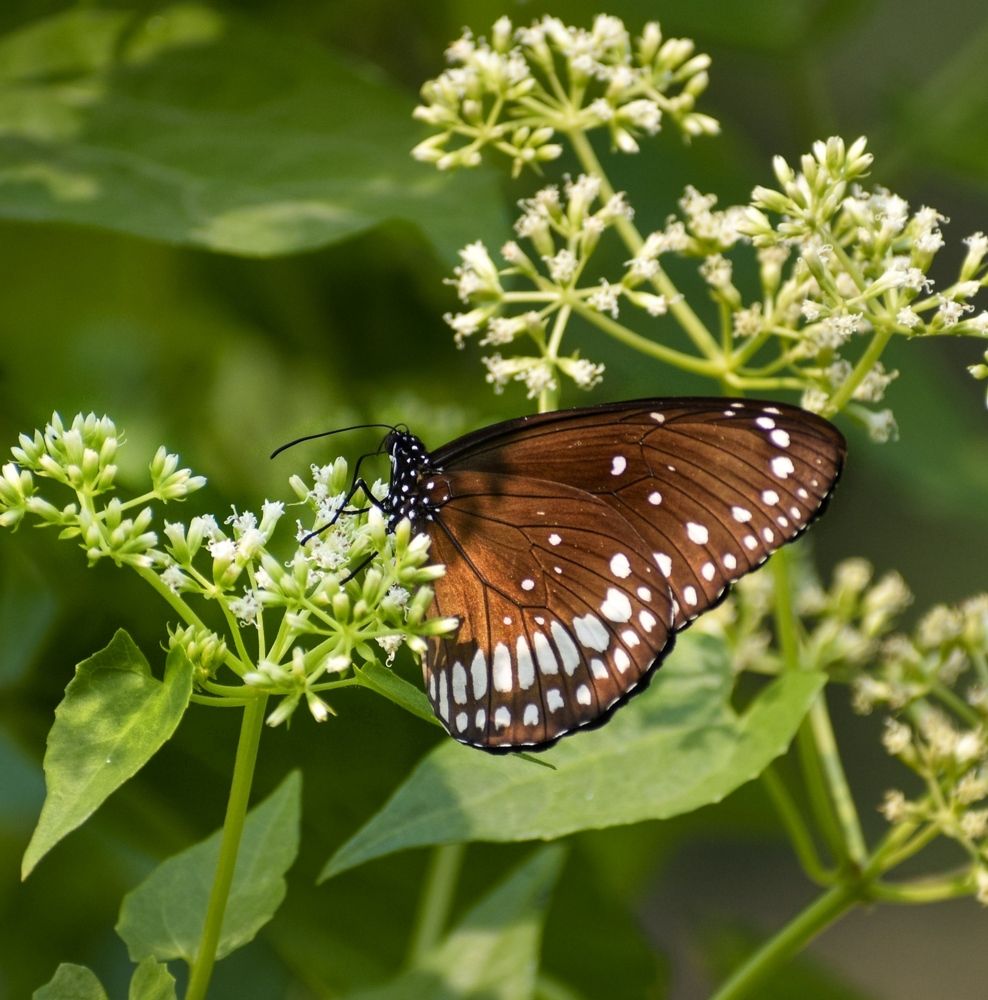Photograph by Shreya Roy