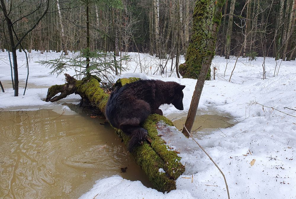 Фотография автора Надежда Лисицына