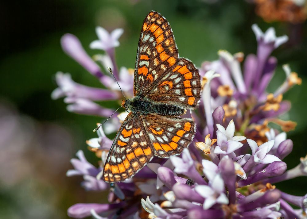 Photograph by Владимир Архипов