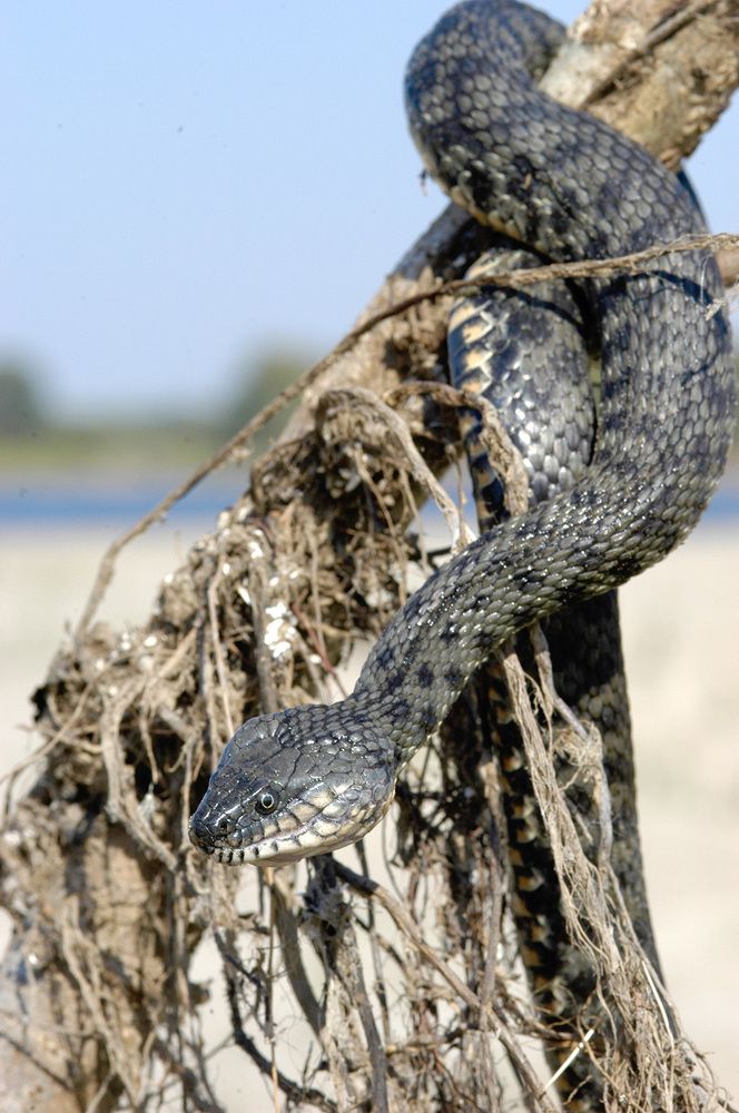 Photograph by Михаил Копанс