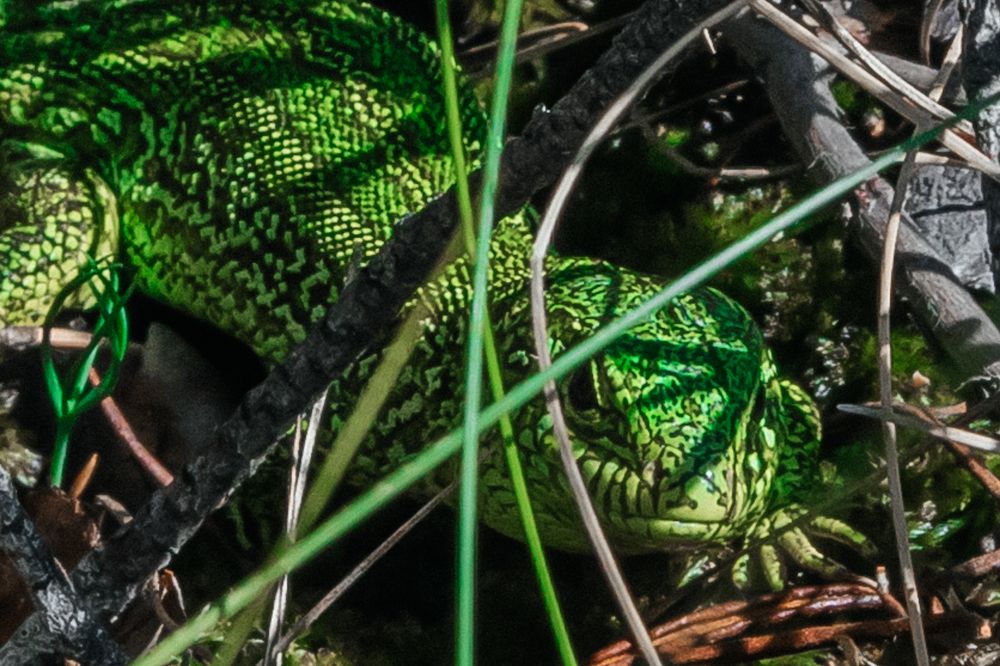 Photograph by Ольга Осинина