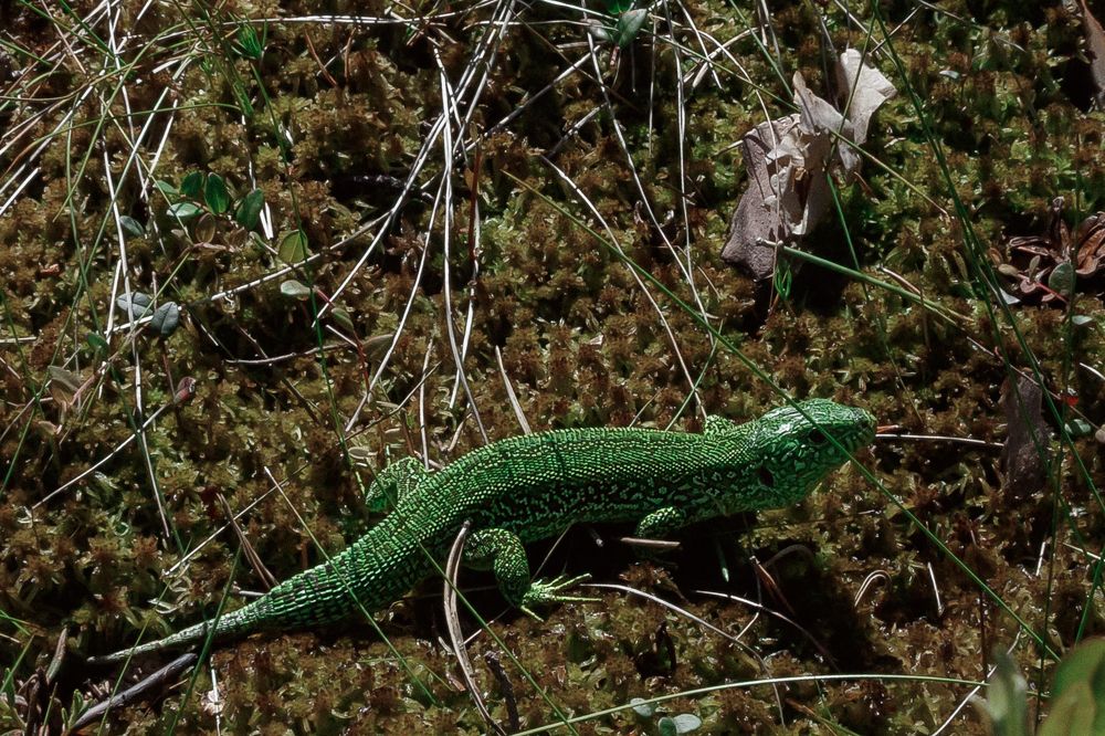 Photograph by Ольга Осинина